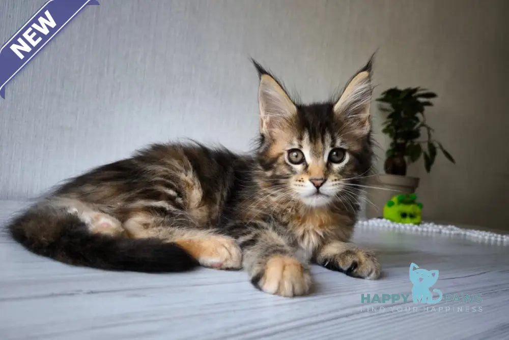 Daisy Maine Coon female black tortie tabby live animals
