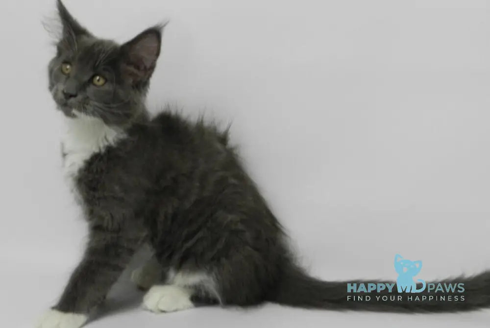 Daisy Maine Coon female blue bicolour live animals