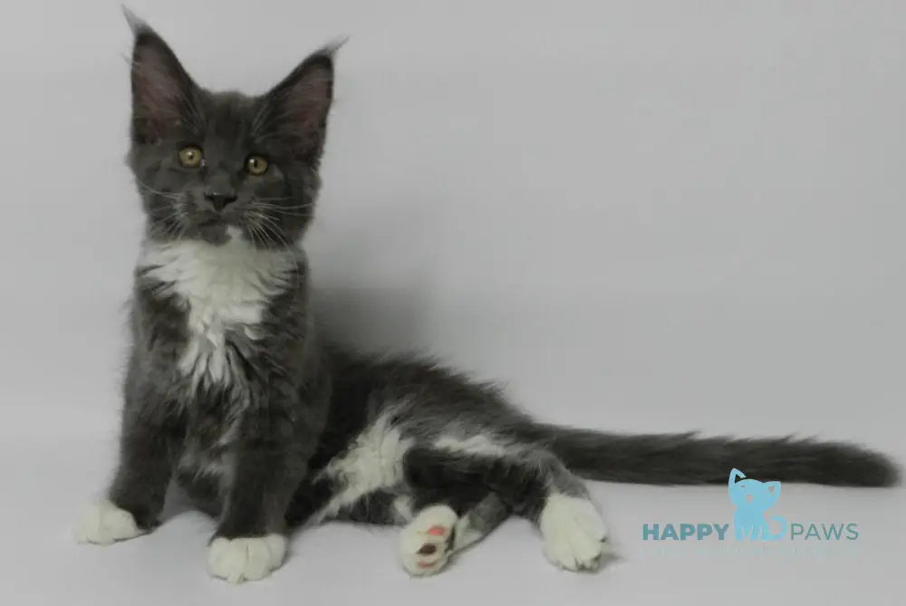 Daisy Maine Coon female blue bicolour live animals