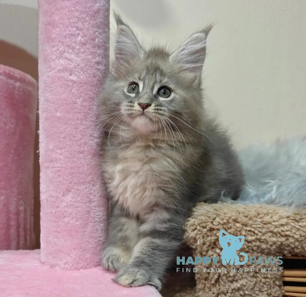 Daisy Maine Coon female blue tortie tabby live animals