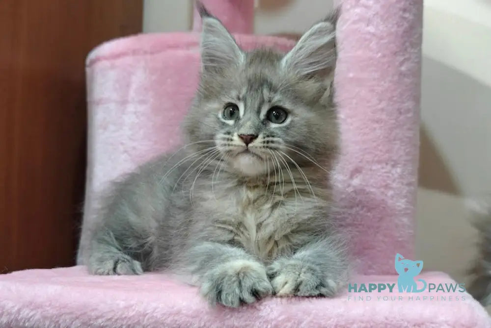 Daisy Maine Coon female blue tortie tabby live animals