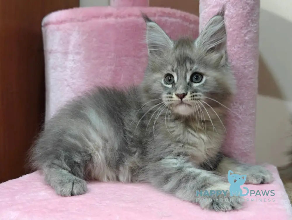 Daisy Maine Coon female blue tortie tabby live animals
