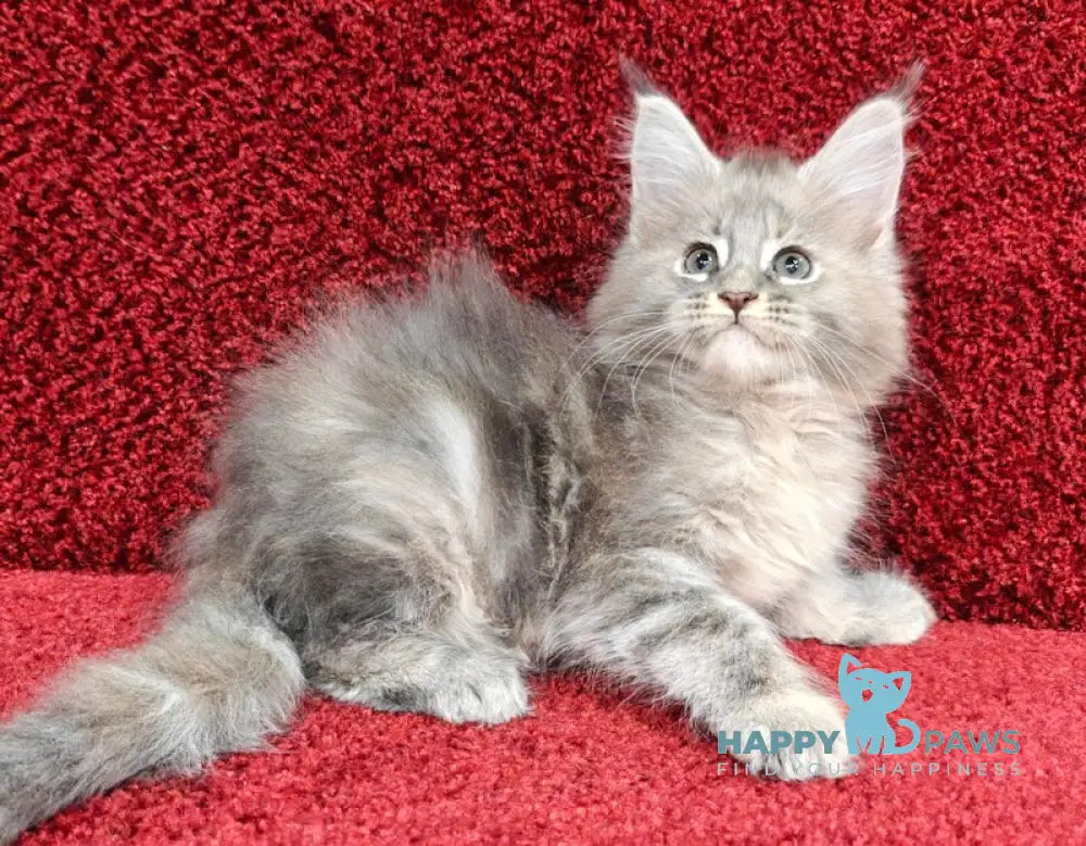 Daisy Maine Coon female blue tortie tabby live animals