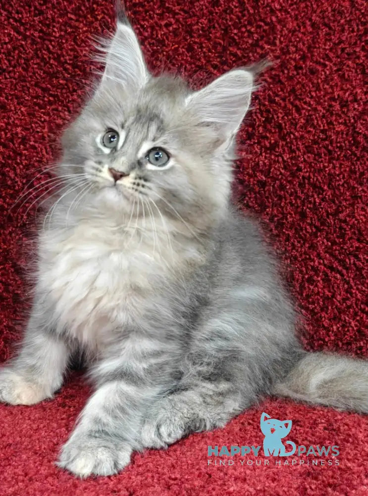 Daisy Maine Coon female blue tortie tabby live animals