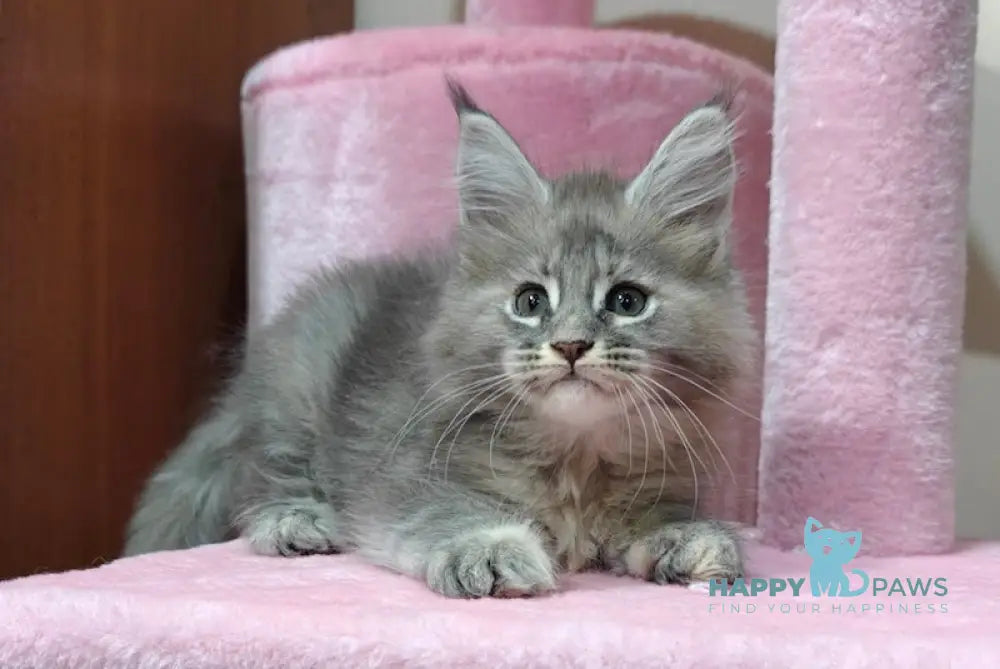 Daisy Maine Coon female blue tortie tabby live animals