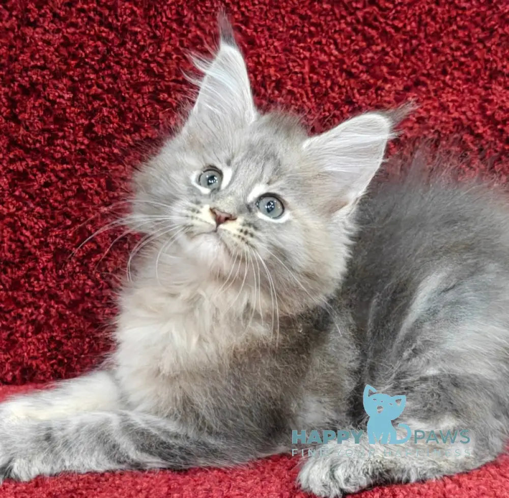 Daisy Maine Coon female blue tortie tabby live animals