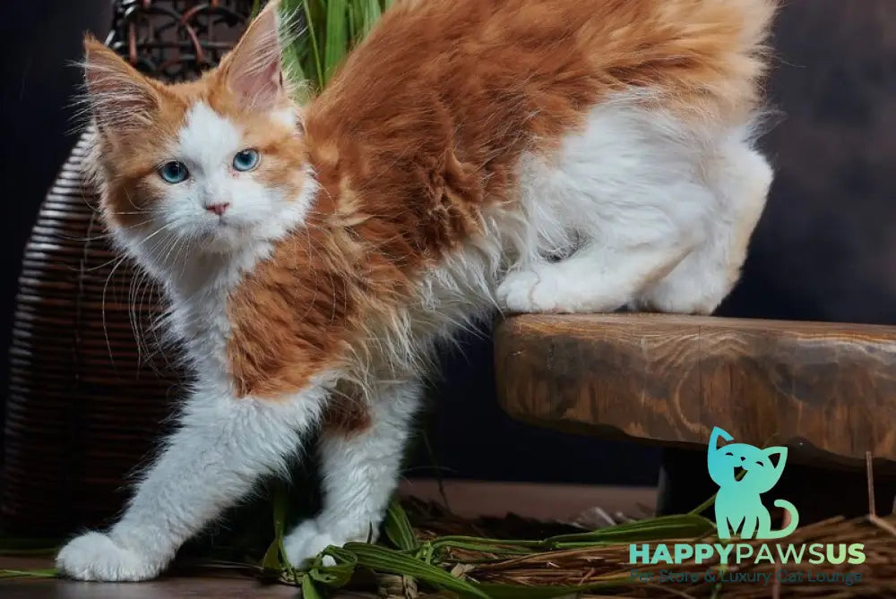 Daisy Maine Coon female red bicolour - live animals
