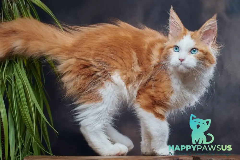 Daisy Maine Coon female red bicolour - live animals
