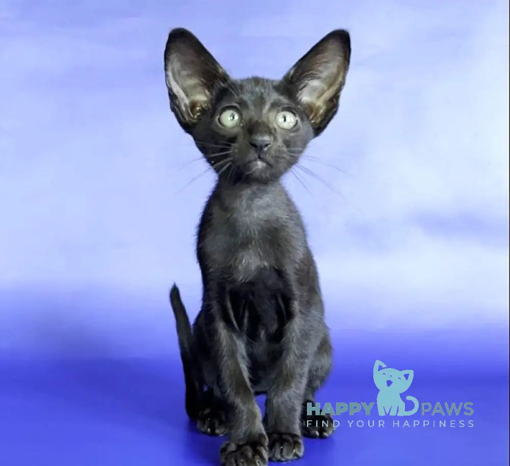 Daisy Oriental Shorthair female black live animals