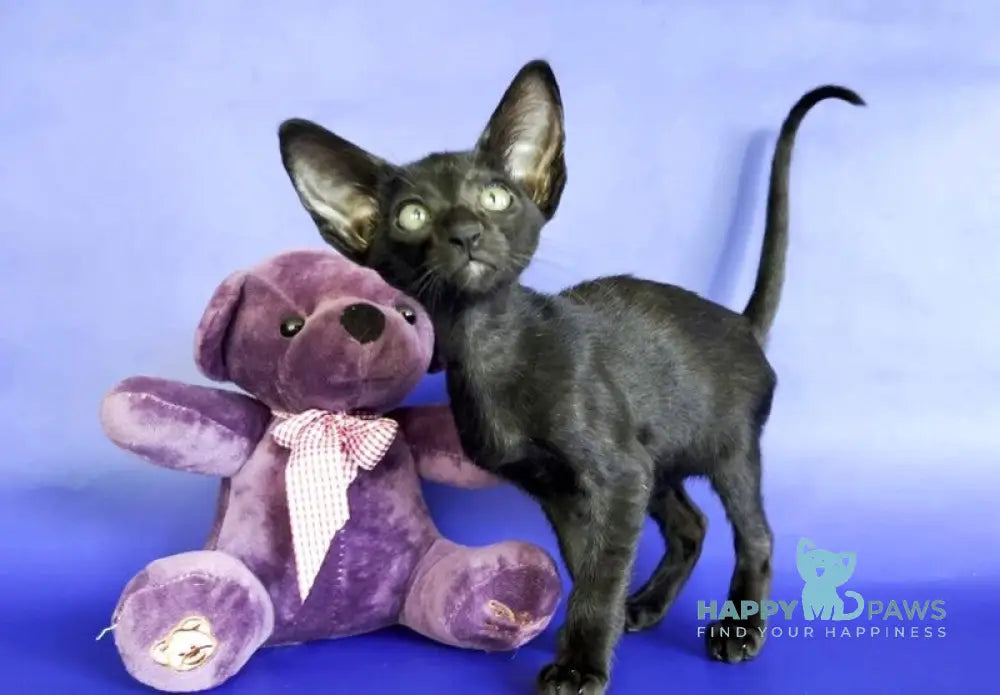 Daisy Oriental Shorthair female black live animals