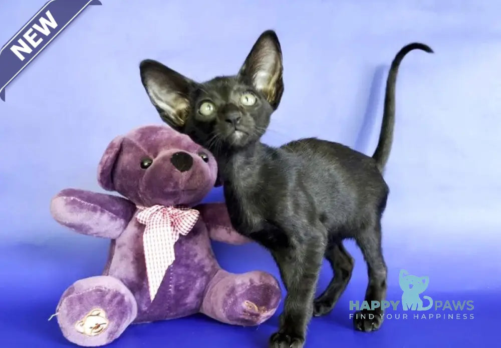 Daisy Oriental Shorthair female black live animals