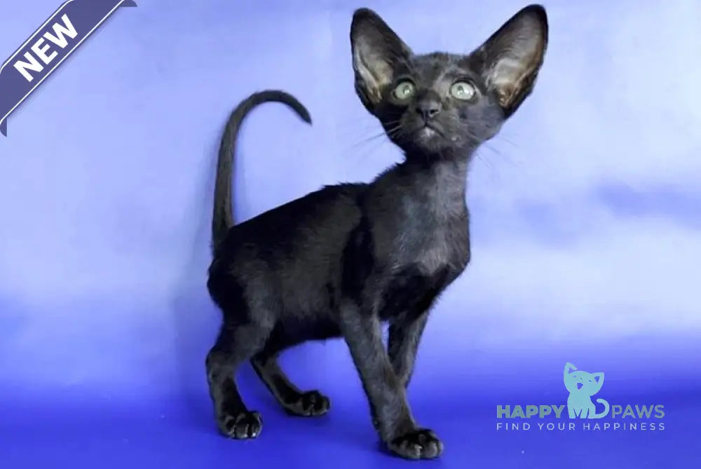 Daisy Oriental Shorthair female black live animals