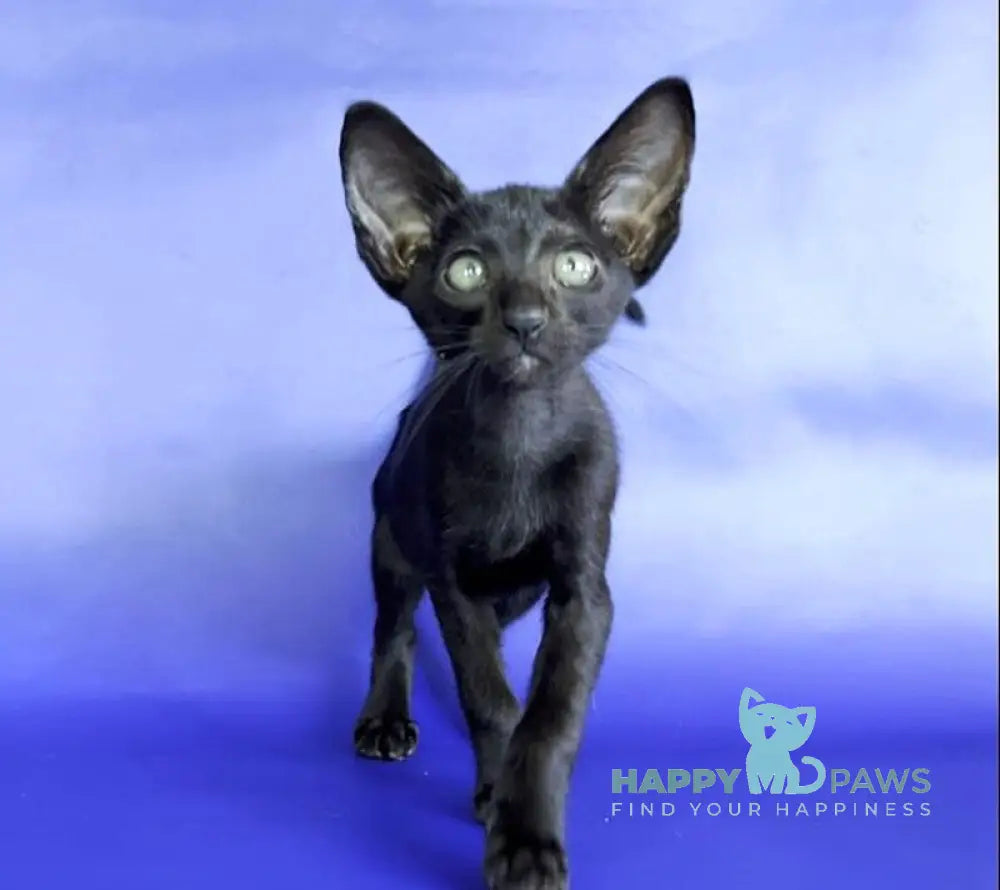 Daisy Oriental Shorthair female black live animals