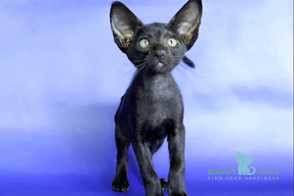 Daisy Oriental Shorthair female black live animals
