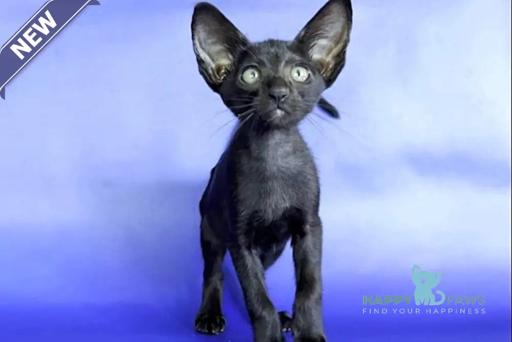 Daisy Oriental Shorthair female black live animals