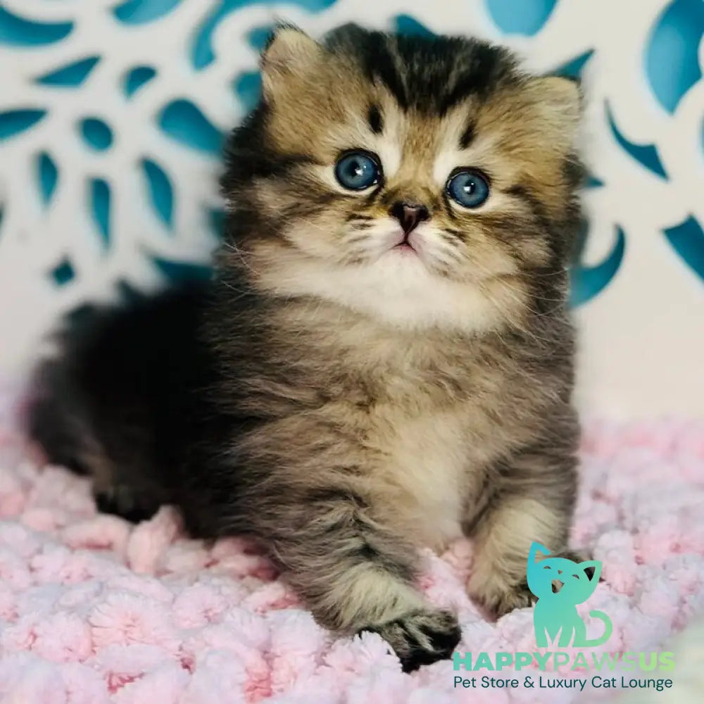 Daisy Scottish Straight female black ticked tabby - live animals
