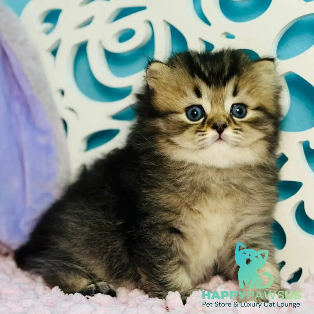 Daisy Scottish Straight female black ticked tabby - live animals