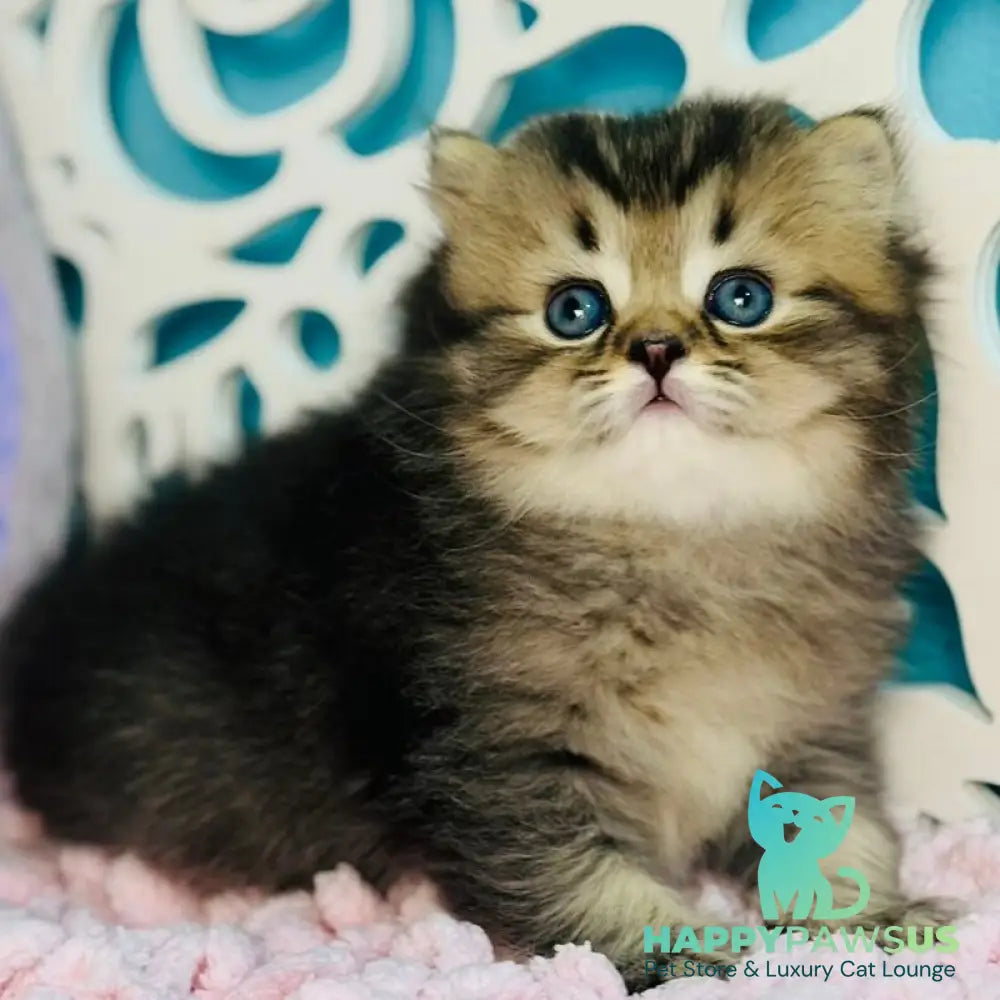 Daisy Scottish Straight female black ticked tabby - live animals