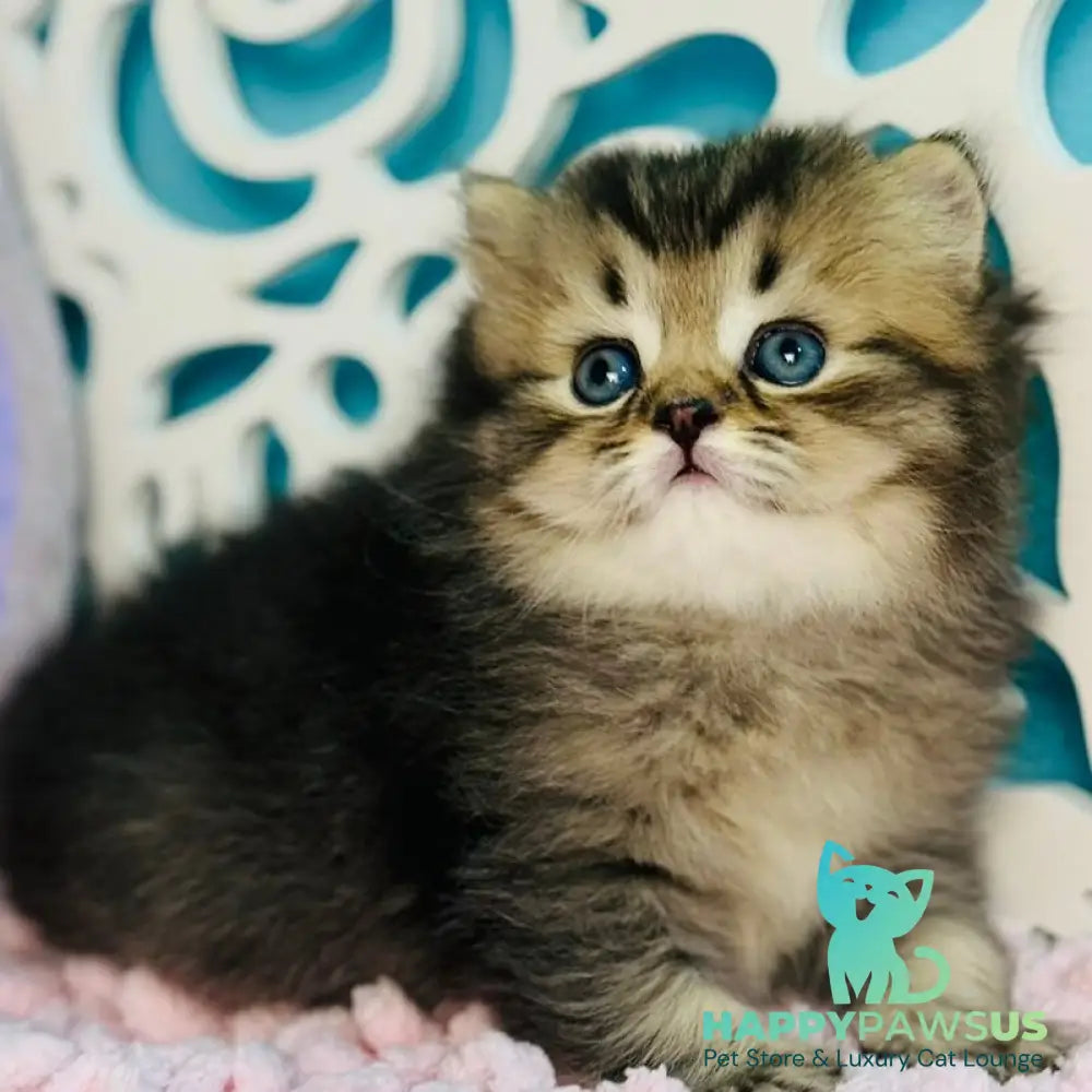 Daisy Scottish Straight female black ticked tabby - live animals