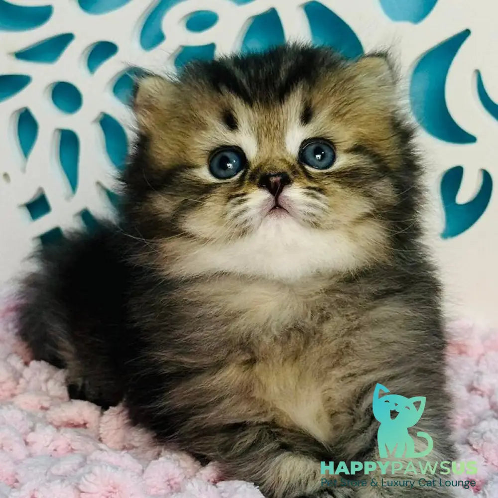 Daisy Scottish Straight female black ticked tabby - live animals