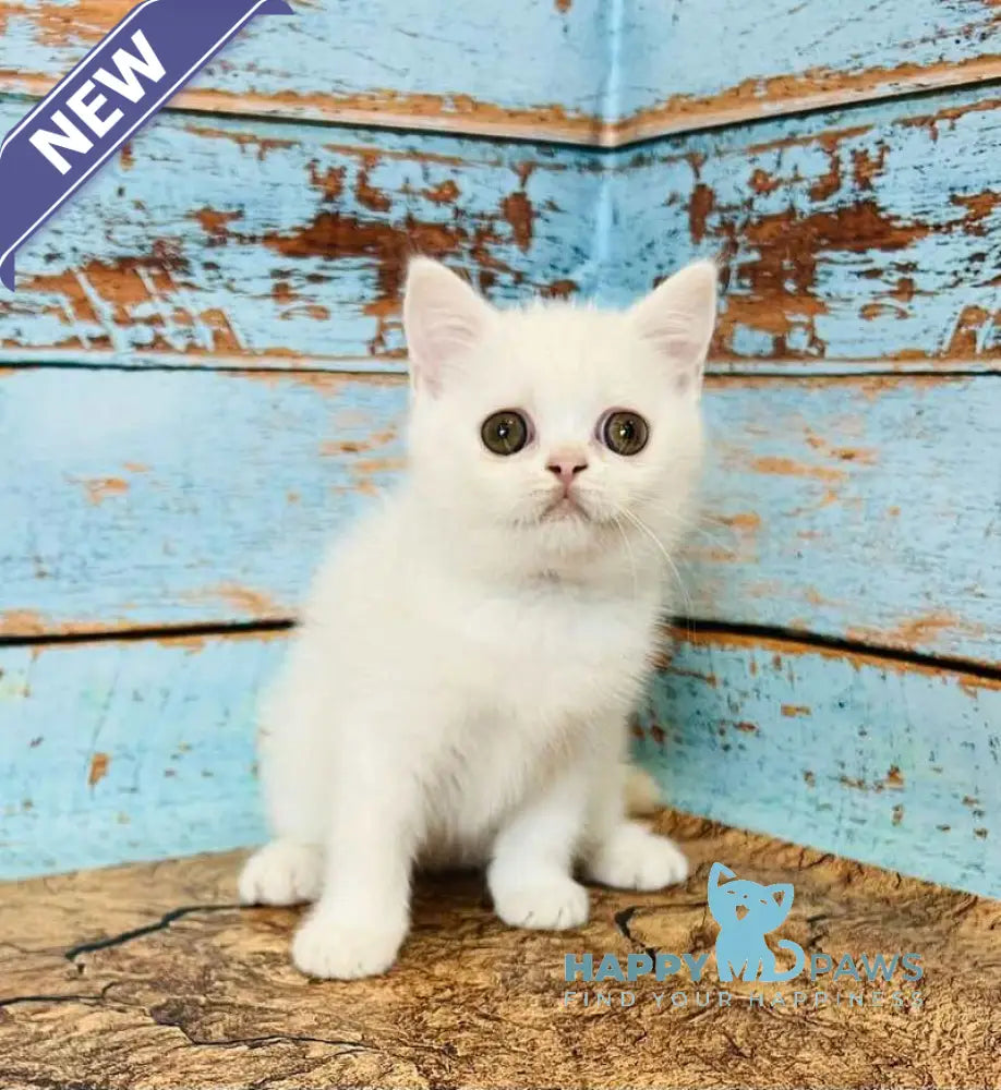 Daisy Scottish Straight female white live animals