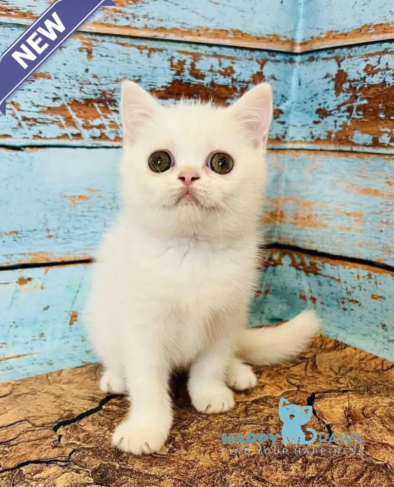 Daisy Scottish Straight female white live animals