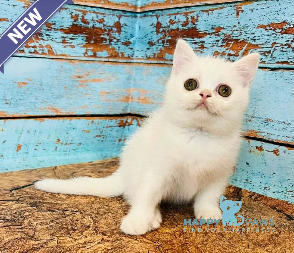 Daisy Scottish Straight female white live animals