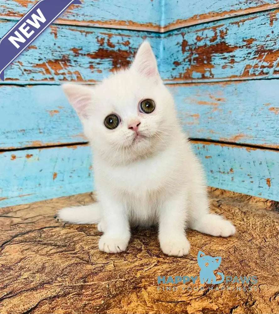 Daisy Scottish Straight female white live animals