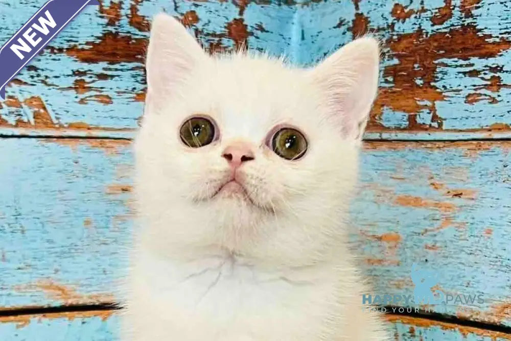 Daisy Scottish Straight female white live animals