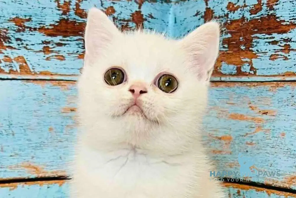 Daisy Scottish Straight female white live animals