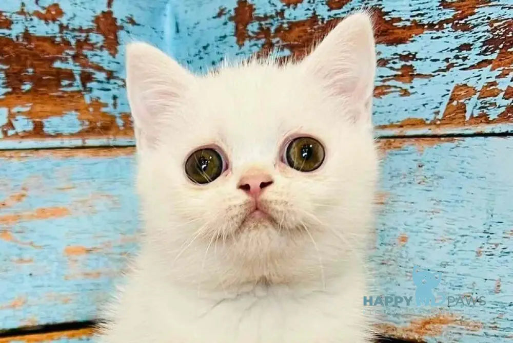 Daisy Scottish Straight female white live animals