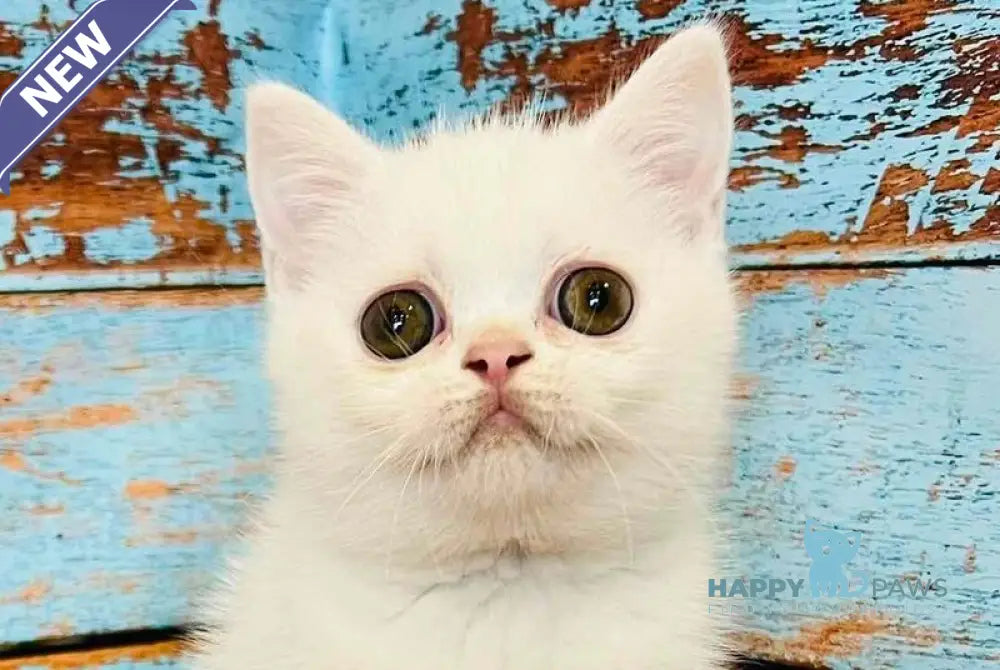 Daisy Scottish Straight female white live animals