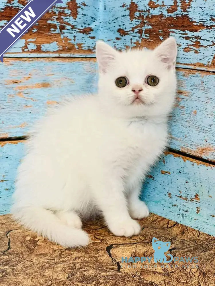Daisy Scottish Straight female white live animals