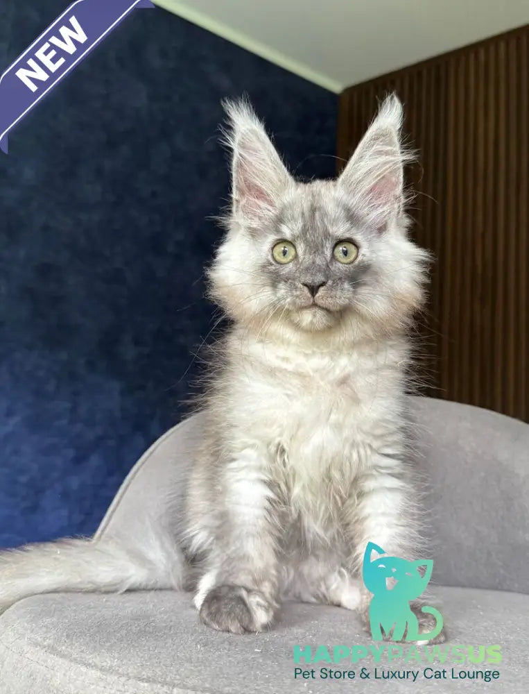 Daja Maine Coon female black tortie silver - live animals