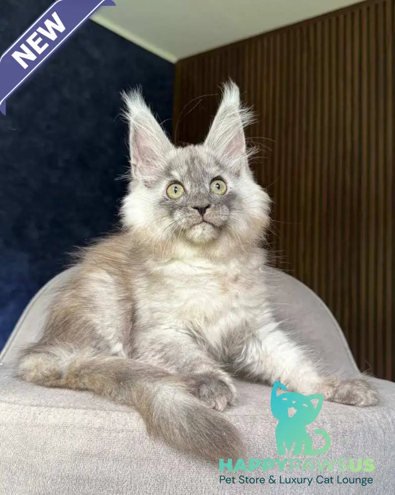 Daja Maine Coon female black tortie silver - live animals