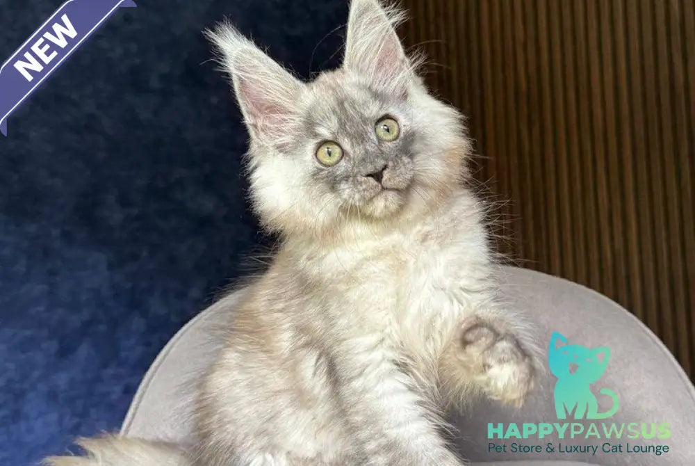 Daja Maine Coon female black tortie silver - live animals