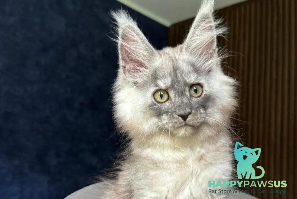 Daja Maine Coon female black tortie silver - live animals