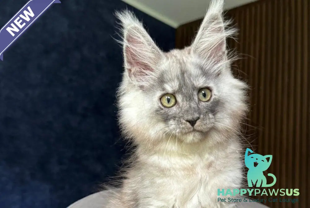 Daja Maine Coon female black tortie silver - live animals