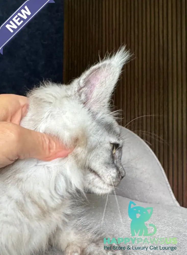 Daja Maine Coon female black tortie silver - live animals