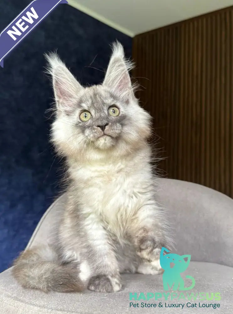 Daja Maine Coon female black tortie silver - live animals