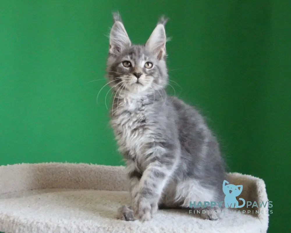 Dakar Maine Coon male blue tabby live animals