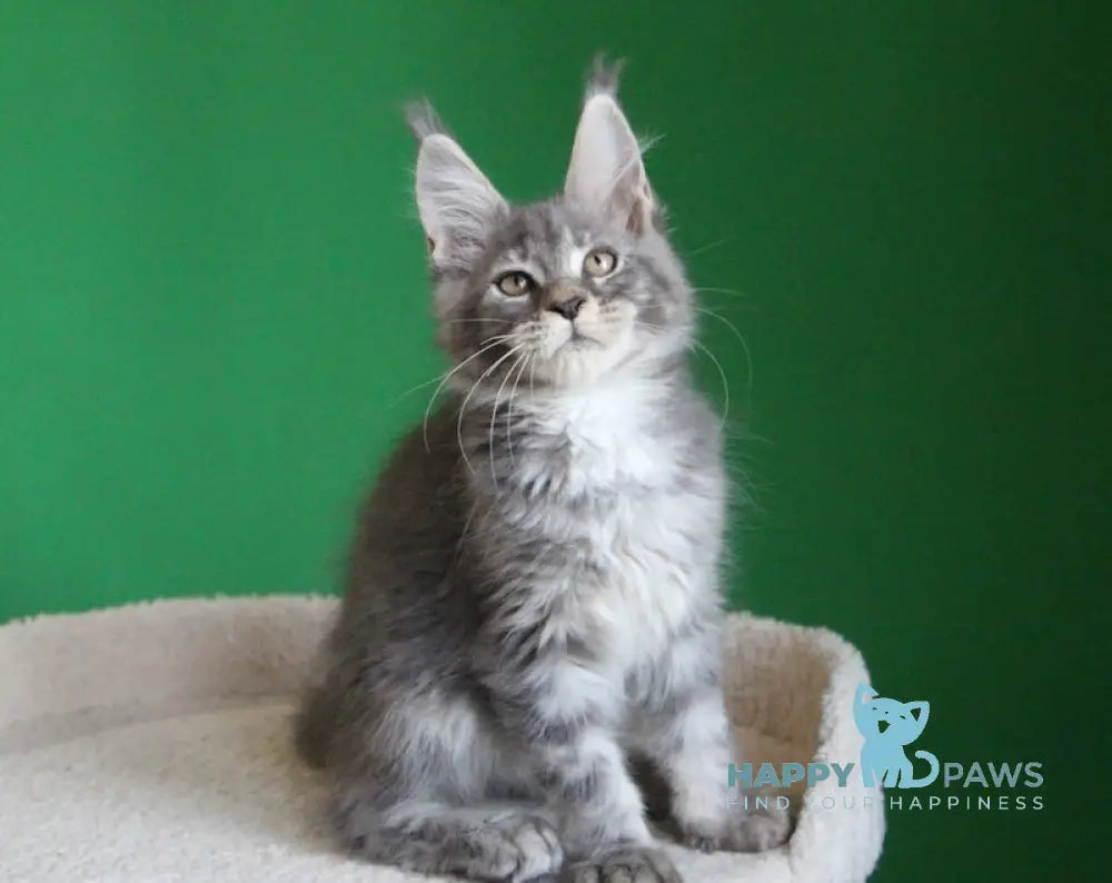Dakar Maine Coon male blue tabby live animals