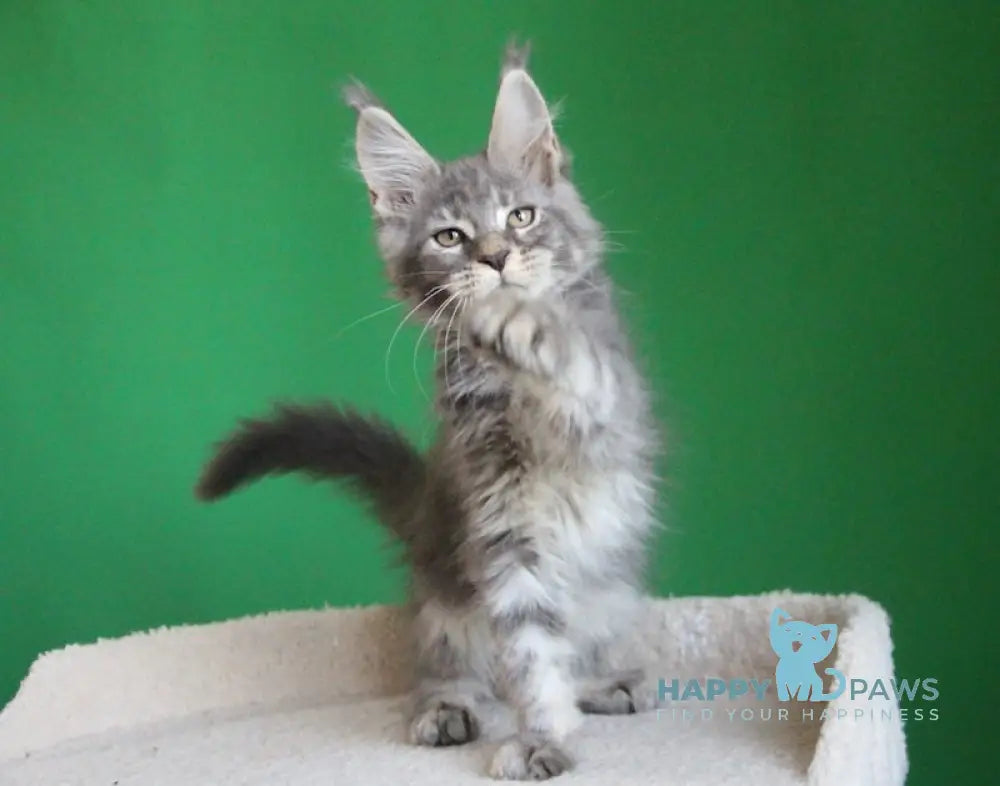 Dakar Maine Coon male blue tabby live animals