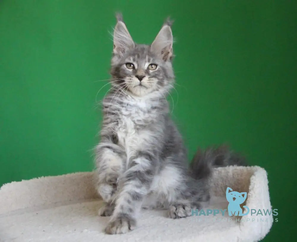Dakar Maine Coon male blue tabby live animals