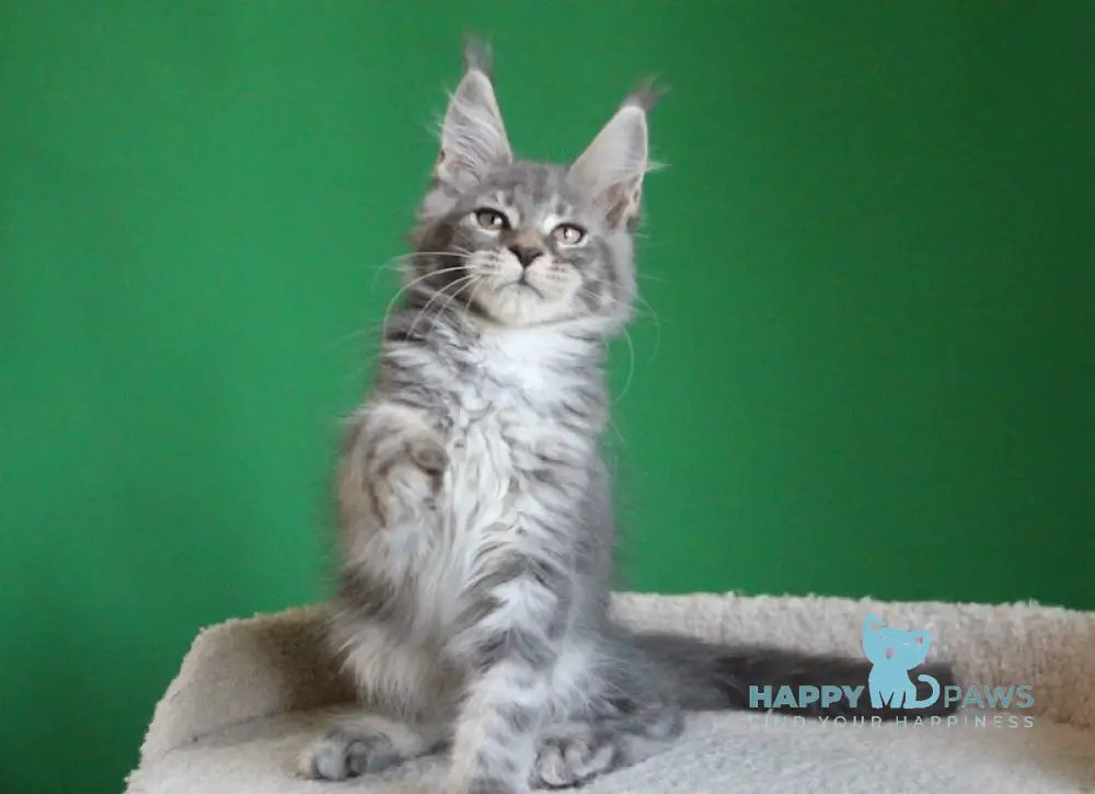 Dakar Maine Coon male blue tabby live animals