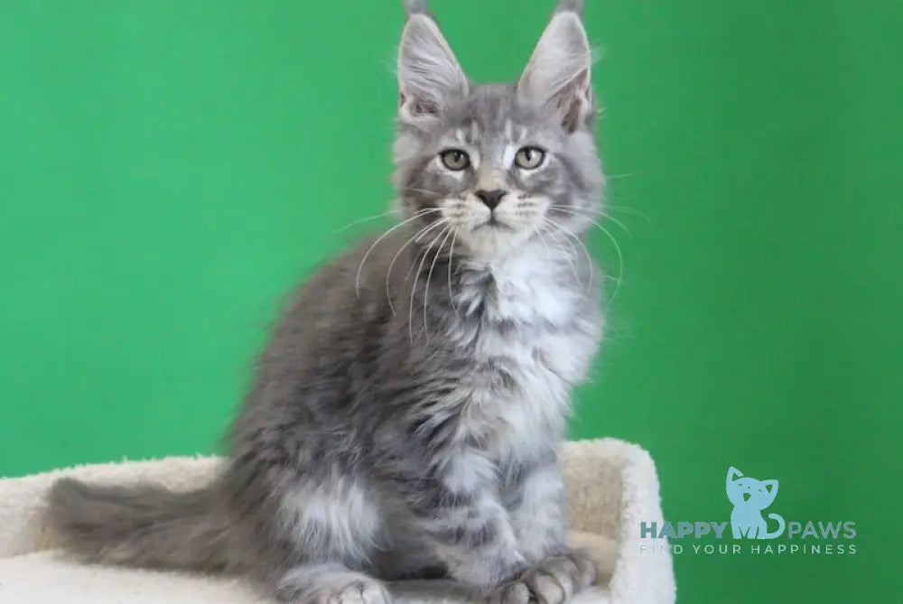 Dakar Maine Coon male blue tabby live animals