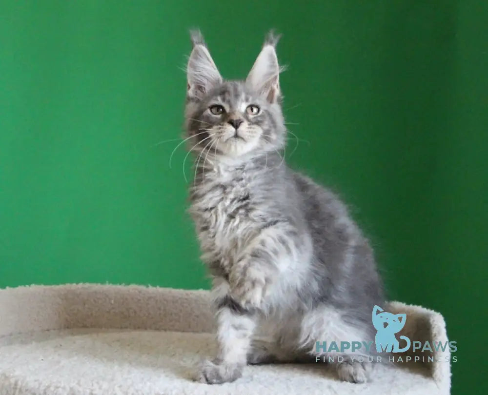 Dakar Maine Coon male blue tabby live animals