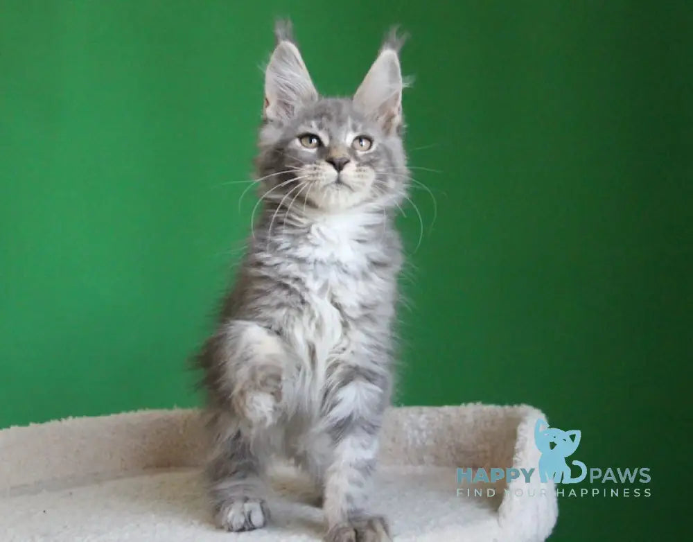 Dakar Maine Coon male blue tabby live animals