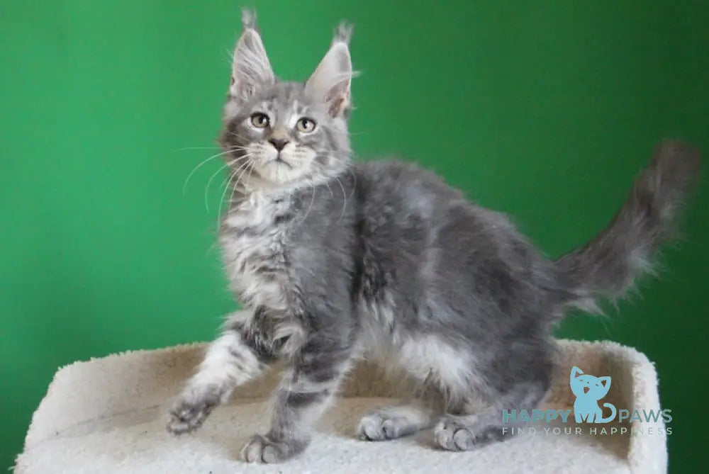 Dakar Maine Coon male blue tabby live animals