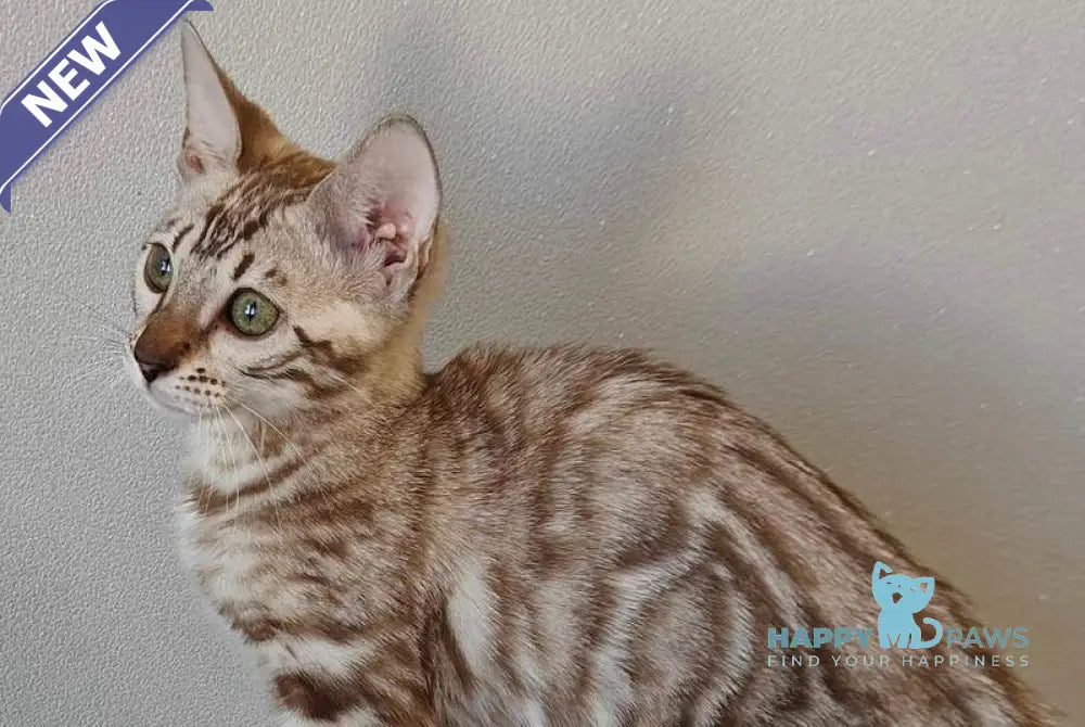 Dakota Bengal female black spotted tabby pointed live animals